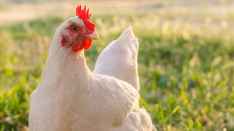 Tuổi Dậu biết mình đang làm gì và cảm thấy hạnh phúc khi mọi chuyện đang thuận lợi. Tuy nhiên tài lộc giảm sút, con giáp đừng cho vay mượn kẻo khó đòi lại.