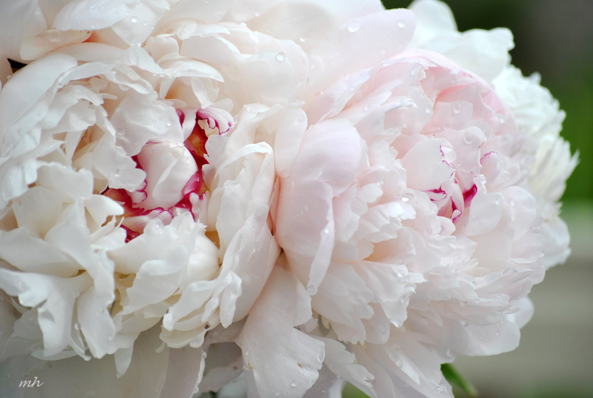 Dự đoán tuần mới cho Tuổi Tý: Vận thế chung: 4.0 điểm. Sự nghiệp: 4.0 điểm. Tình cảm: 4.0 điểm. Tài vận: 3.8 điểm. Sức khỏe: 4.1 điểm. Sự nghiệp: công việc tương đối ổn định. Tình cảm: không phát sinh chuyện ngoài ý muốn. Tài vận: tổn hao tiền bạc, cẩn thận khi mua bán, đầu tư. Sức khỏe: chú ý an toàn giao thông. Quý nhân tuần này: tuổi Tuất, tiểu nhân tuần này: tuổi Mùi. Lời khuyên: lưu ý tình hình tài chính. Ảnh:hinhnendethuong.com