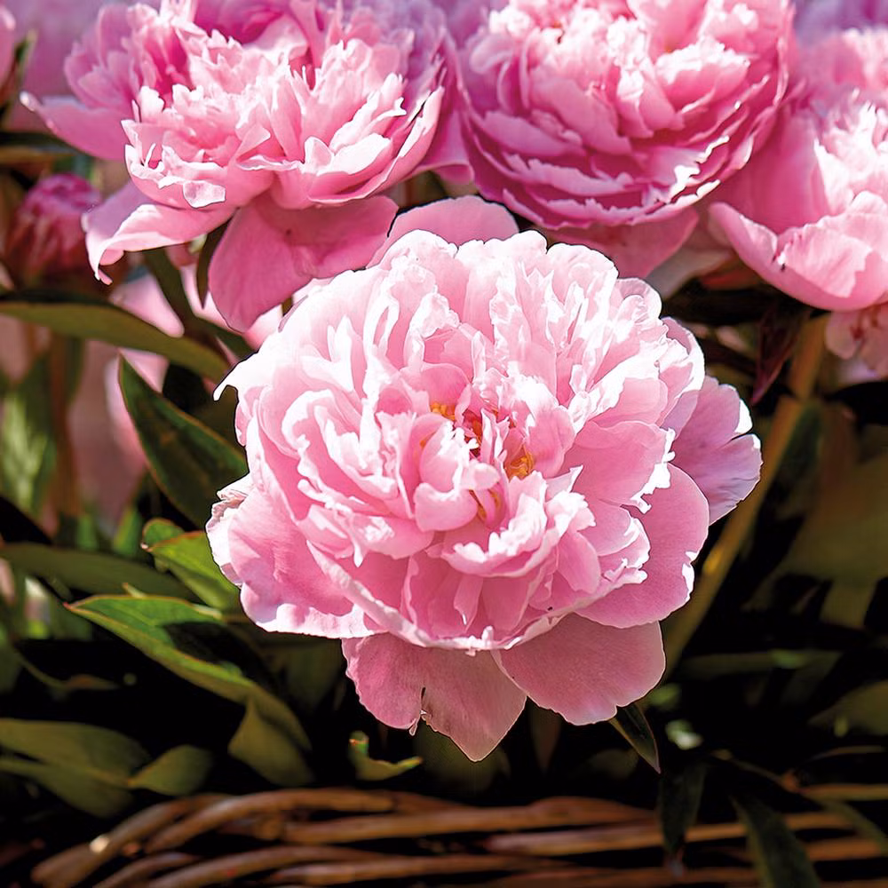 Tuổi Mão: Công việc: công việc bận rộn, không nên ngần ngại khi yêu cầu sự trợ giúp của đồng nghiệp để hoàn thành công việc. Tài vận: ngày không thích hợp cho việc bỏ tiền ra đầu tư. Tình cảm: nên chủ động hơn nữa trong chuyện tình cảm. Ảnh: image.baidu.com.