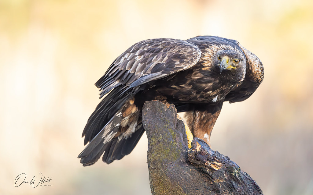 Đại bàng vàng (Aquila chrysaetos) cũng được cho là loài có sức mạnh bám chặt nhất trong số các loài chim ăn thịt trên toàn thế giới.Ảnh: @Flickr.