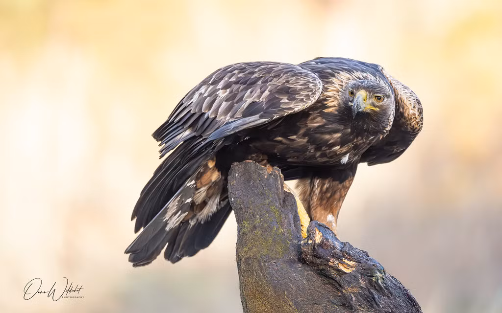 Đại bàng vàng (Aquila chrysaetos) cũng được cho là loài có sức mạnh bám chặt nhất trong số các loài chim ăn thịt trên toàn thế giới.Ảnh: @Flickr.