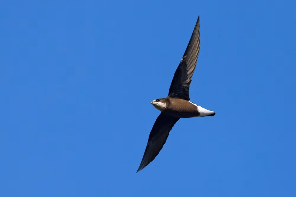 Chim én đuôi kim cổ trắng (Hirundapus caudacutus) có thể bay với tốc độ cực nhanh tới 169 km/giờ. Ảnh: @Wikipedia.