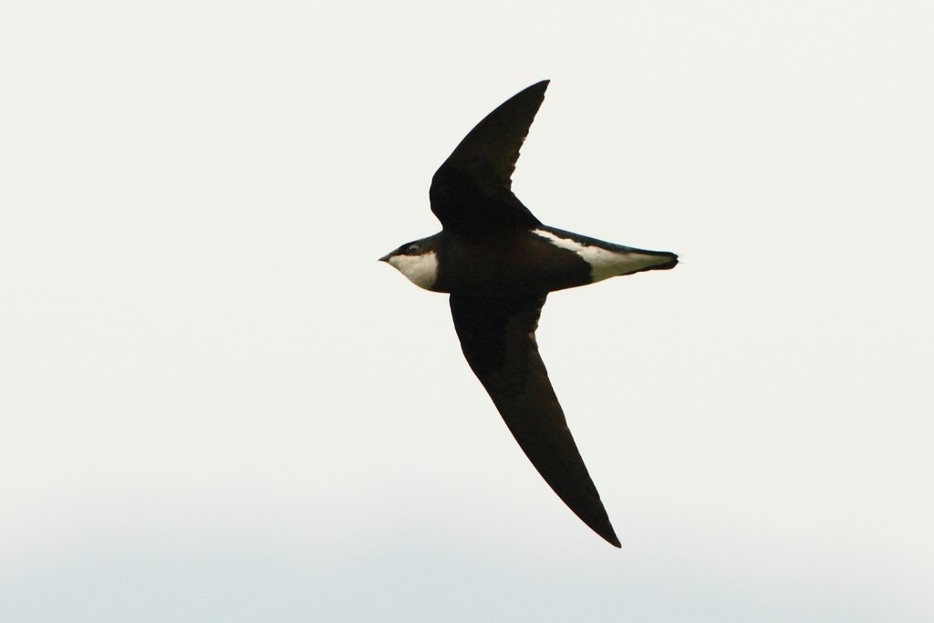 Loài chim này sinh sản ở Trung Á, Siberia và có xu hướng di cư đến các vùng khí hậu ấm hơn của Ấn Độ, Đông Nam Á và Úc trong những tháng lạnh hơn. Ảnh: @iNaturalist.