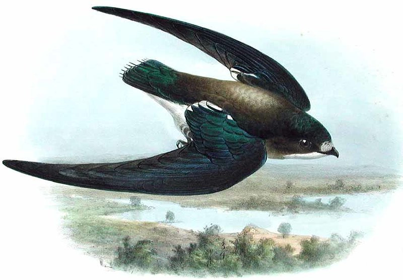 Nó là một loài chim di cư, thân hình nhỏ bé, nhưng cực kỳ mạnh mẽ, nó chủ yếu ăn mối, kiến, bọ cánh cứng và các loài ruồi khác. Ảnh: @Tanya Loos.