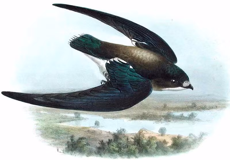 Nó là một loài chim di cư, thân hình nhỏ bé, nhưng cực kỳ mạnh mẽ, nó chủ yếu ăn mối, kiến, bọ cánh cứng và các loài ruồi khác. Ảnh: @Tanya Loos.