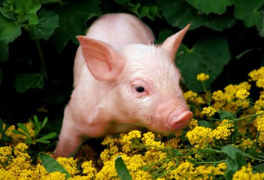 Tuổi Hợi hôm nay gặp được khách hàng "béo bở", giúp công việc hanh thông hơn rất nhiều. Tuy nhiên, con giáp có thể gặp rắc rối trong việc kiếm tiền ngoài giờ, hãy thận trọng kẻo tiền mất tật mang. (*Thông tin chỉ mang tính chất chiêm nghiệm, trắc nghiệm vui).