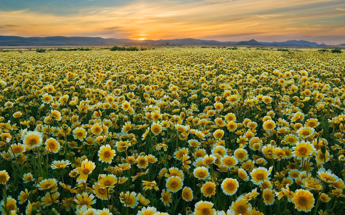 Tuổi Tỵ: Công việc: có nhiều biến động trong công việc, phát sinh nhiều thị phi. Tài vận: tiểu nhân lừa gạt dẫn đến tổn thất tiền bạc. Tình cảm: nên dành những cử chỉ lãng mạn cho nửa kia. Ảnh: hdwallsource.com.