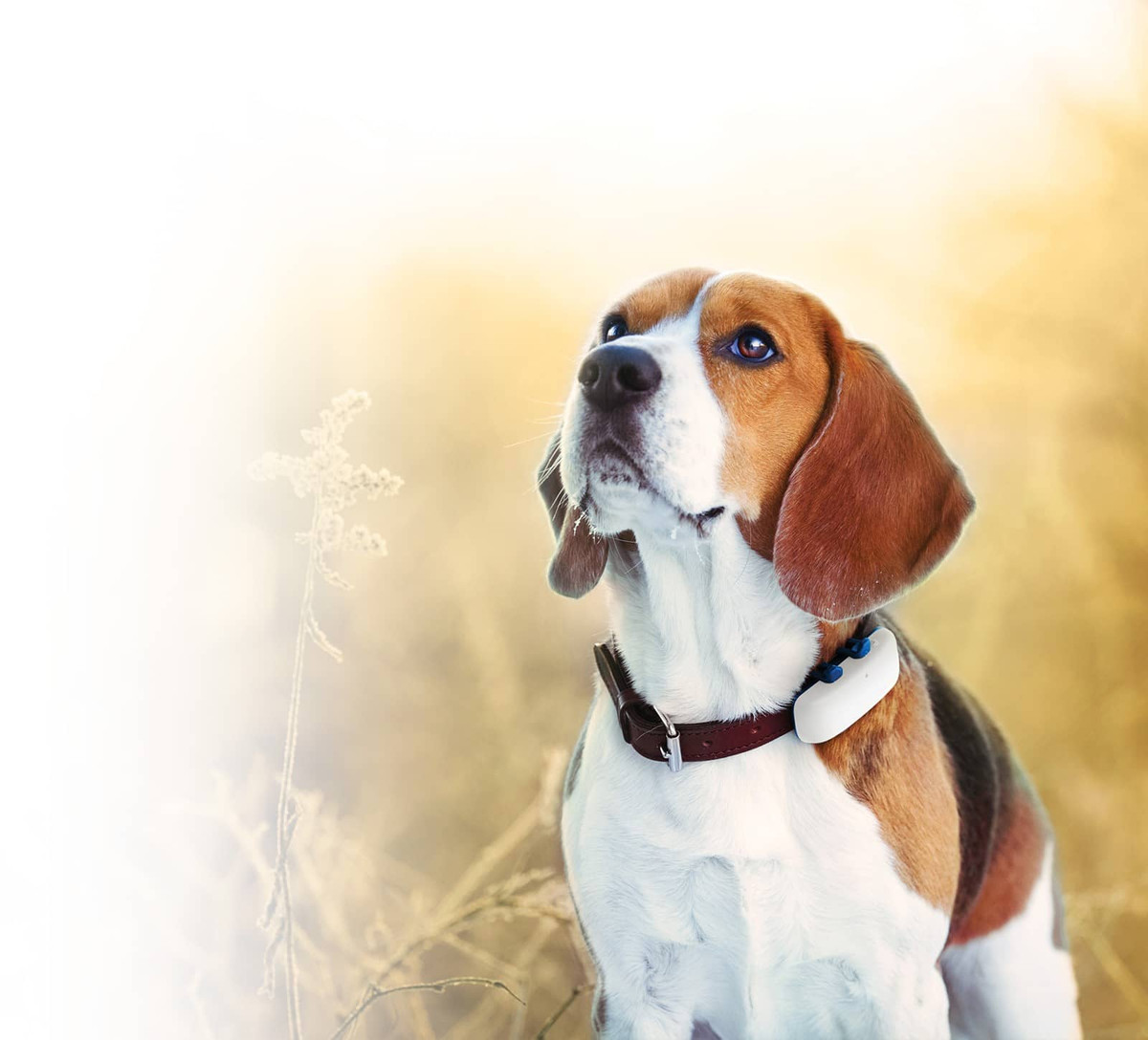 Tuổi Tuất: Con giáp có trí thông minh cảm xúc tốt, biết cách duy trì các mối quan hệ. Chỉ số thông minh của con giáp cũng rất cao, suy luận thông suốt, dễ dàng nhìn thấu bản chất vấn đề. Vì vậy, khi gặp khó khăn, con giáp vẫn có thể nhanh chóng giải quyết dễ dàng.