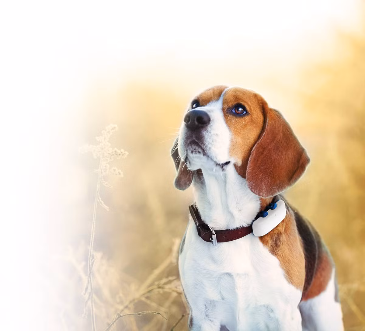 Tuổi Tuất: Con giáp có trí thông minh cảm xúc tốt, biết cách duy trì các mối quan hệ. Chỉ số thông minh của con giáp cũng rất cao, suy luận thông suốt, dễ dàng nhìn thấu bản chất vấn đề. Vì vậy, khi gặp khó khăn, con giáp vẫn có thể nhanh chóng giải quyết dễ dàng.