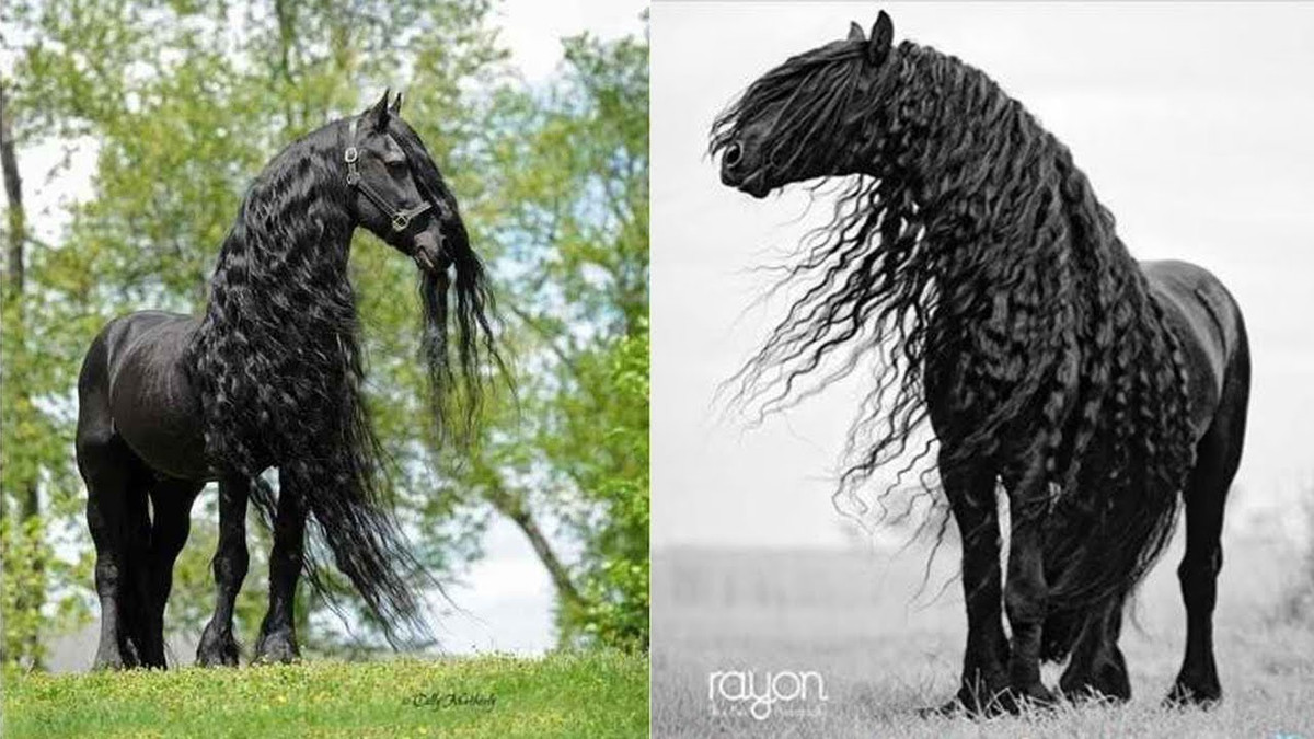 Tuổi Ngọ tham gia một số cuộc thi tại cơ quan, hoặc bằng cấp liên quan tới chuyên môn, sẽ khiến con đường công danh càng thêm rộng mở. Tuy nhiên kết quả không đến một sớm một chiều, con giáp đừng quá nóng vội. Quý nhân phù trợ giúp con giáp có nhiều cơ hội giành được hợp đồng làm ăn lớn, hãy tích cực thể hiện khả năng của mình.