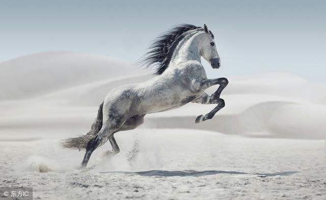 Trong năm 2019, do cung Quan Lộc xuất hiện cát tinh “Phúc Lộc” nên con giáp này sẽ có cơ hội trở thành “đại gia giàu có”. Quý nhân sẽ giúp con giáp này có được những cơ hội tốt mà không phải ai cũng có được.