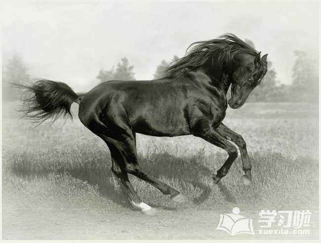 Tuổi Ngọ: Người tuổi Ngọ luôn tràn đầy năng lượng, lại là người hiền lành, lương thiện, khiêm tốn, luôn sẵn lòng giúp đỡ người khác.