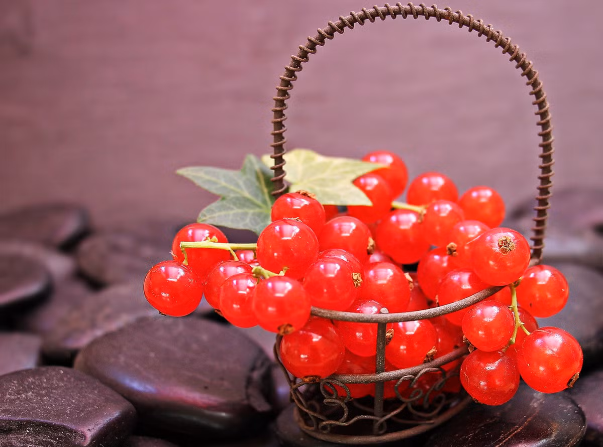 Nhưng người tuổi Dậu phải trải qua một thời tuổi trẻ vất vả, bôn ba mới có thể đạt được thành công. Càng nhiều tuổi tài vận của họ càng khởi sắc. Sau 40 tuổi, người tuổi Dậu ắt là những người quyền quý, giàu có. Ảnh: pinterest.com.