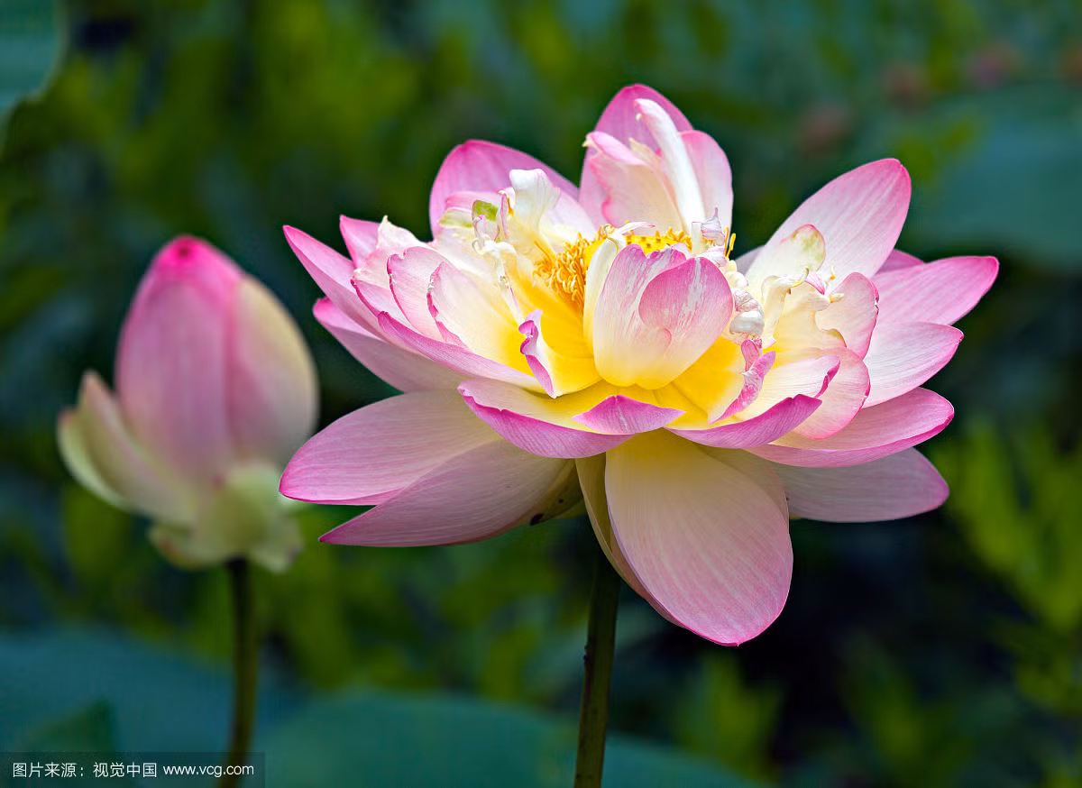 Theo dự đoán ngày mới 13/06/2018 cho 12 con giáp, công việc của người tuổi Tý hôm nay không thuận lợi, gặp rất nhiều phiền phức. Tài vận: nên tiết kiệm trong chi tiêu, không nên quá lãng phí. Tình cảm: nên cẩn thận trong lời ăn tiếng nói tránh làm tổn thương người mình yêu thương. Sức khỏe: chú ý đến dạ dày và hệ tiết niệu. Hướng vượng tài: hướng Tây, kỵ hướng Nam. Máu sắc vượng tài: màu trắng. Quý nhân: tuổi Thân. Ảnh: baidu.com.