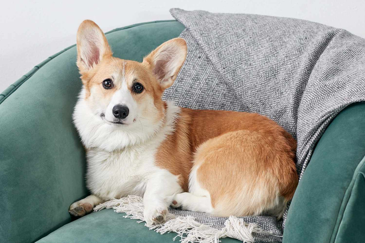 Không phải lúc nào lãnh đạo cũng thấu tình đạt lý, đôi khi tuổi Tuất cần bảo vệ ý kiến của mình một cách chắc chắn, nhưng với thái độ mềm mỏng. Hôm nay con giáp dễ bị trộm cắp, hoặc phải chi tiêu một khoản tiền lớn.