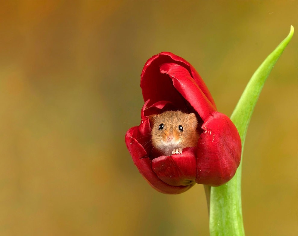  Dự đoán ngày 14/7/2021 cho thấy, hôm nay tuổi Tý nên cẩn thận, quan sát kỹ, như vậy mới tránh được sai lầm đáng tiếc trong công việc. Bù lại tài vận đang mỉm cười với con giáp, việc kinh doanh cá nhân vẫn thu lợi nhuận đều.