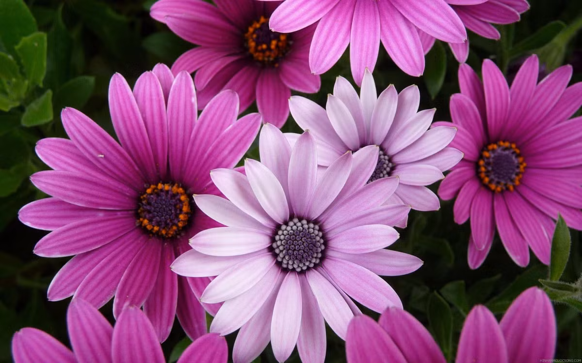 Người sinh vào tháng 12 âm lịch rất hiểu chuyện, luôn được lòng mọi người, được yêu quý, khi nhỏ học hành giỏi giang, khi lớn lên lại là người xuất sắc trong công việc.