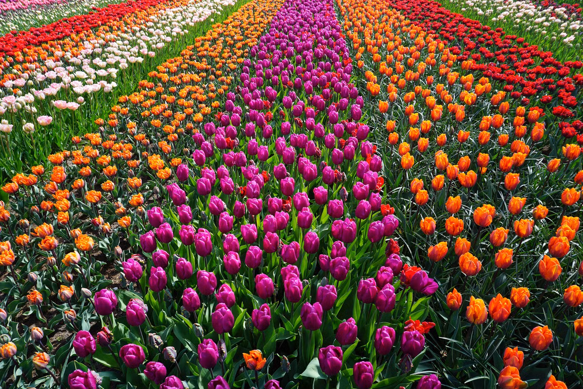 Tuổi Tỵ: Công việc: ngày thích hợp cho việc hợp tác, đàm phán làm ăn, sẽ thu về kết quả tốt. Tài vận: có thêm nhiều khoản thu. Tình cảm: nên trân trọng tình cảm hiện tại. Ảnh: baidu.com.