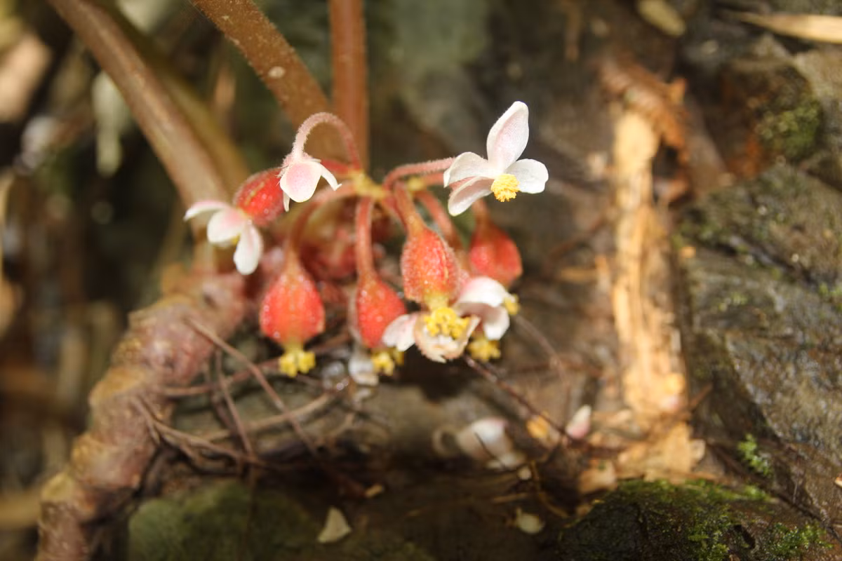 Nha khoa hoc Viet phat hien loai hoa moi cuc quy hiem