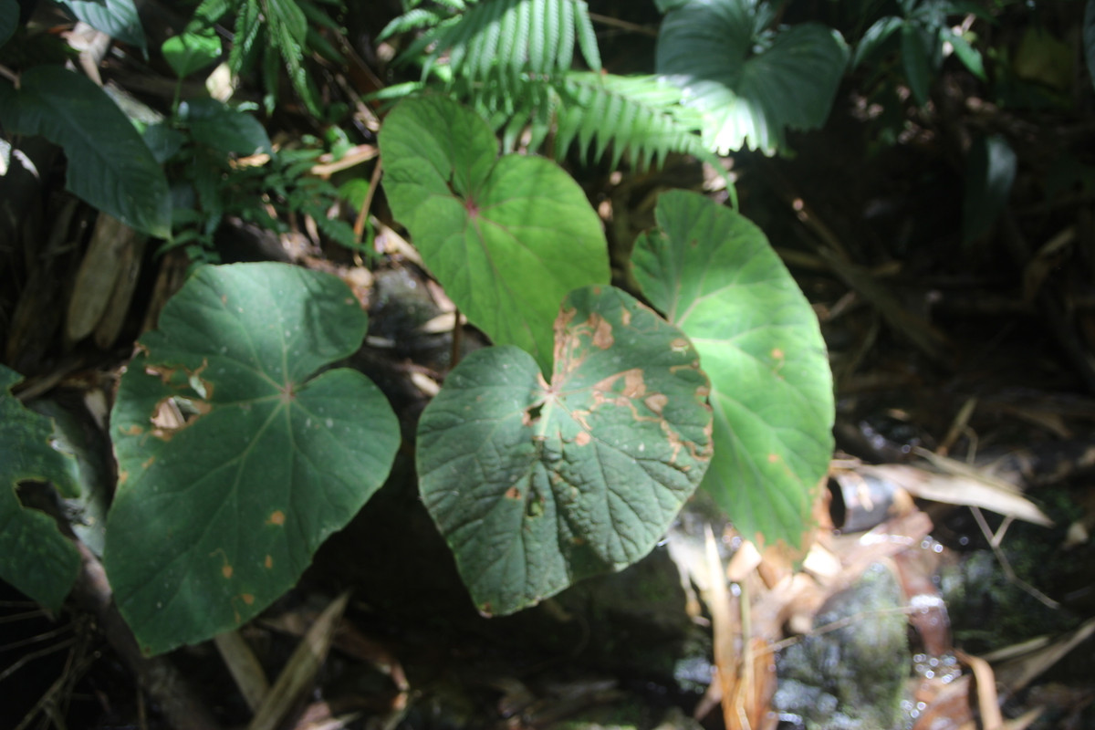 Nha khoa hoc Viet phat hien loai hoa moi cuc quy hiem-Hinh-2