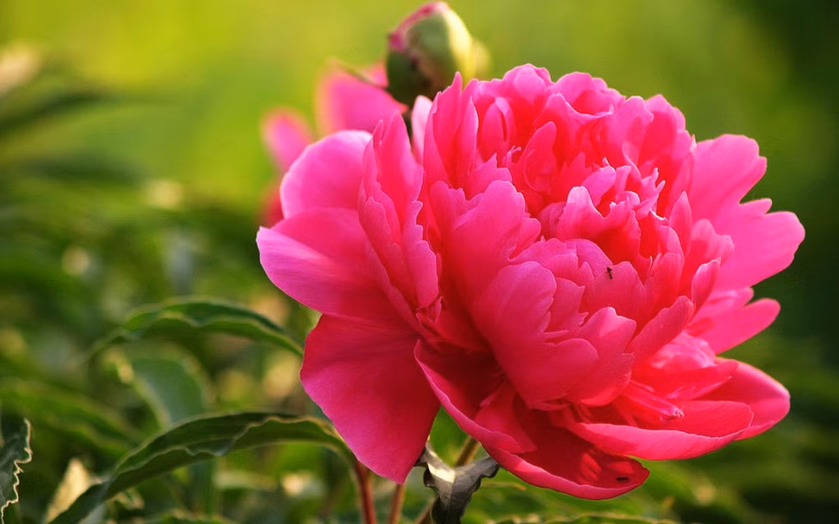 Tuổi Ngọ: Công việc: nên có kế hoạch làm việc cụ thể như vậy công việc mới suôn sẻ. Tài vận: hôm nay không nên bỏ tiền ra đầu tư. Tình cảm: nên có những hành động lãng mạn để hâm nóng tình cảm. Ảnh: image.baidu.com.