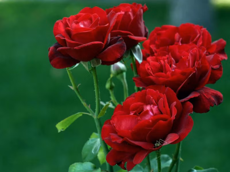 Chuyện tình cảm của người tuổi Tý sẽ vô cùng suôn sẻ, người đã lập gia đình thì hôn nhân viên mãn, người còn độc thân sẽ có cơ hội gặp được ý trung nhân. Công việc của con giáp này cũng thuận buồm xuôi gió, tài vận thu nhập dồi dào. Đặc biệt sức khỏe của người tuổi Tý sẽ tốt hơn rất nhiều so với năm 2017, có thể nói đây là năm mà “bệnh tật, tai nạn” sẽ tránh xa con giáp này. Ảnh: baomoi.com. 