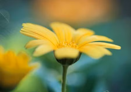 Tuổi Dần: Người tuổi Dần đã phải trải qua thời kỳ vận thế có nhiều biến động, nhưng đến năm 2018 mọi việc đã ổn định trở lại, con giáp này sẽ có cơ hội “đổi vận”. Ảnh: sohu.com.