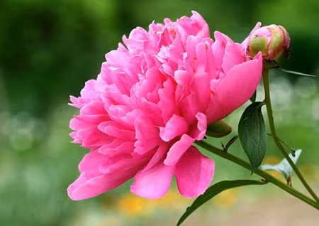 Do cung Phúc Đức xuất hiện cát tinh “Thiên Việt” và “ Thiên Tài” nên mọi việc của người tuổi Thân đều “vạn sự như ý”, tin vui liên tiếp xuất hiện, không những gia đình hòa thuận êm ấm mà thu nhập cá nhân cũng tăng gấp đôi, gấp ba năm cũ. Con giáp này có thể tận hưởng một cuộc sống sung túc, không phải đau đầu về vấn đề kinh tế. Ảnh: sohu.com. 