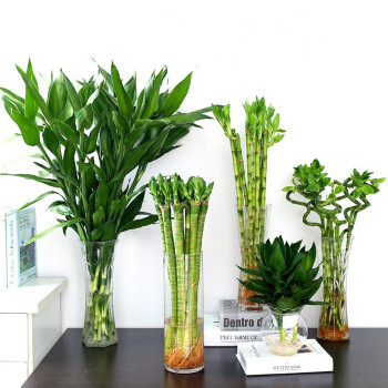 Đối với những người có văn phòng làm việc độc lập thì nên đặt bốn chậu cây xanh ở hướng chính Bắc của văn phòng, còn đối với những người làm việc trong văn phòng tập trung thì nên đặt lọ trúc phú quý ở vị trí làm việc của mình. Có như vậy thì Văn Tinh mới vượng và công việc mới hanh thông và phát triển nhanh chóng. Ảnh: item.jd.com. 