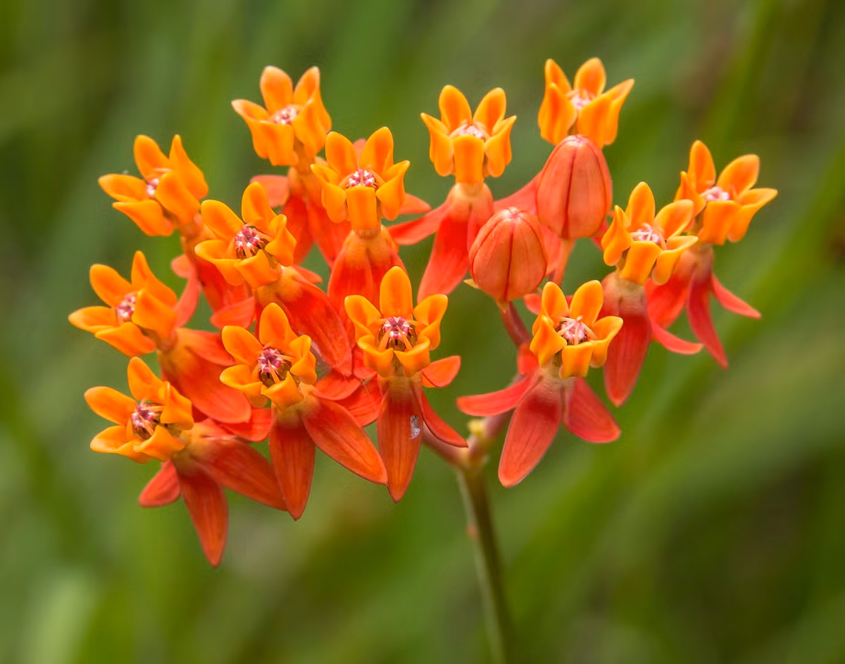 Tuổi Sửu: Quý nhân giúp đỡ, tránh xa thị phi: Vận thế của người tuổi Sửu cuối tháng 4/2018 rất tốt. Bạn bè chính là quý nhân của con giáp này. Bạn bè đã mang lại những cơ hội về công việc và tài vận , đồng thời cũng giúp người tuổi Sửu dẹp bỏ những thị phi không đáng có. Ảnh: meidum.com.