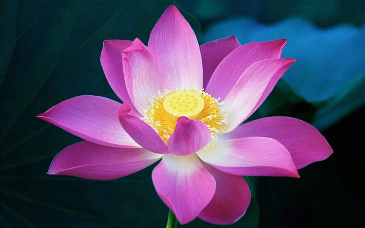 Cũng theo dự đoán cho 12 con giáp, người tuổi Sửu có quý nhân phù trợ, dù công việc có khó khăn đến đâu cũng dễ dàng vượt qua được. Tài vận: tài vận không tốt, không nên tiêu xài hoang phí. Tình cảm: nên có buổi hẹn hò lãng mạn để hâm nóng tình cảm. Ảnh: imange.baidu.com.