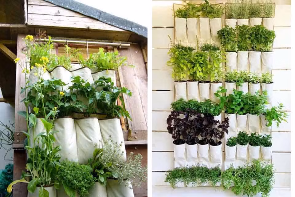 Quan trọng người trồng phải bón đúng kỹ thuật (đúng liều lượng, đúng chủng loại và thời điểm). Nếu bón sai kỹ thuật (bón quá nhiều đạm ure trước khi thu hoạch) dẫn đến hàm lượng nitrat trong rau vượt quá ngưỡng cho phép gây mất an toàn.