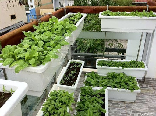 Ngoài phân bón hóa học, các gia đình có thể sử dụng các loại phân hữu cơ đã qua xử lý (phân trâu, bò, lợn gà, phân trùn quế, tro, trấu…); các chế phẩm hữu cơ, chế phẩm sinh học (đạm cá, đạm đậu tương, chế phẩm EM các loại, dịch chuối…).