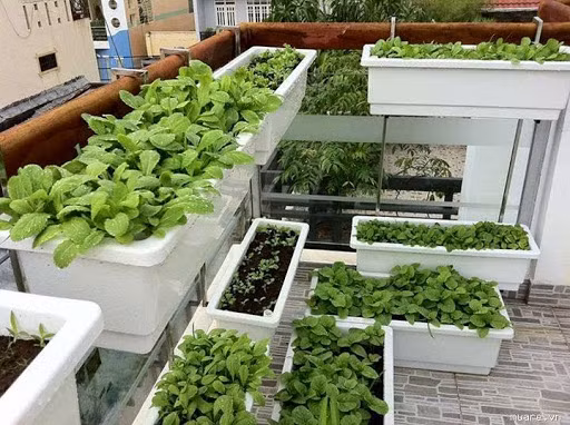 Ngoài phân bón hóa học, các gia đình có thể sử dụng các loại phân hữu cơ đã qua xử lý (phân trâu, bò, lợn gà, phân trùn quế, tro, trấu…); các chế phẩm hữu cơ, chế phẩm sinh học (đạm cá, đạm đậu tương, chế phẩm EM các loại, dịch chuối…).