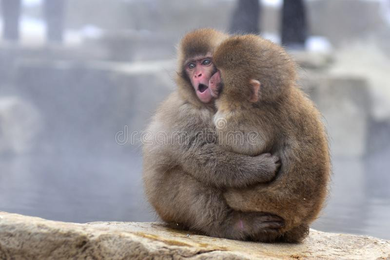 Tuổi Thân hôm nay có thêm nhiều kiến thức, hỗ trợ năng lực cá nhân. Con giáp chỉ cần chú ý đừng đi muộn để không bỏ lỡ điều gì. Tài lộc tăng tiến, con giáp chú ý đến tiểu tiết sẽ nhận ra điều chỉnh đơn giản mà mang lại rất nhiều lợi nhuận.