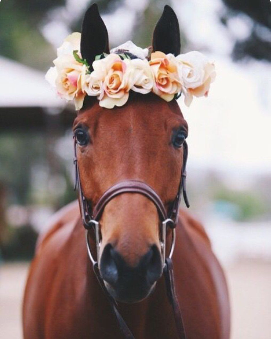 Vận trình công việc hôm nay giảm sút, tuổi Ngọ cần phân biệt công tư thì mới nâng cao được hiệu quả. May mắn là vận thế tài lộc tăng cao, con giáp cần học cách giữ tiền trong tài khoản và kiểm soát các khoản chi tiêu.