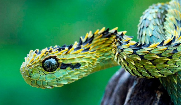  Tuổi Tỵ: Tâm trạng hài hòa lại yêu thích thể thao, năng vận động giúp tuổi Tỵ thay đổi cuộc sống của bản thân 180 độ. Nhờ tích cực tìm kiếm may mắn trong sự nghiệp mà con giáp này sẽ đón nhận nhiều cơ may bất ngờ trong tài chính. 