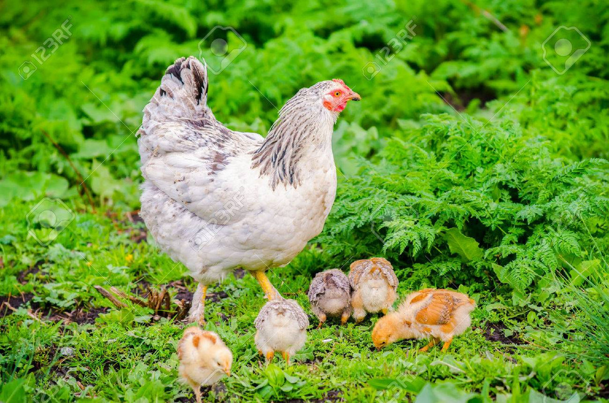  Tuổi Dậu: Bình an hạnh phúc, tận hưởng cuộc sống an ổn, gia đình vui vẻ sum vầy là dự đoán của con giáp này trong 24 giờ tới. Chúc mừng, hãy tận hưởng một ngày vàng hiếm có!