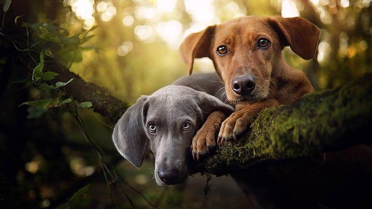  Tuổi Tuất: Tiểu nhân soi mói, rình rập khiến nền tảng tài chính và sự nghiệp của người tuổi Tuất sụt giảm, thậm chí gặp nhiều ngáng trở, bất lợi. Tử vi 12 con giáp nhắc nhỏ, đừng gục ngã, tỉnh táo tư duy, họ sẽ tìm được cách tháo gỡ khó khăn. 