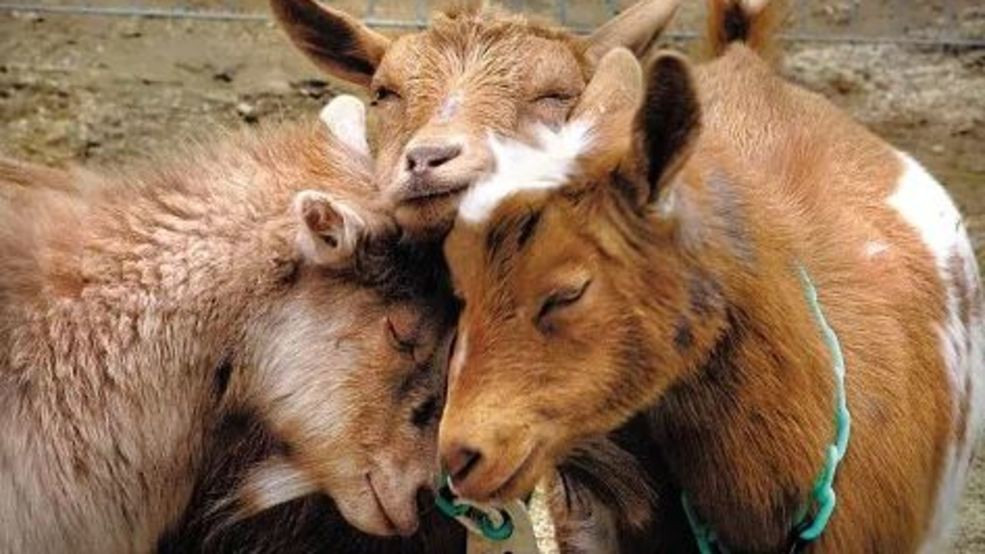  Tuổi Mùi: Tinh tế, tỉ mỉ, công tác hiệu quả cao và thành công liên tiếp là chìa kháo giúp con giáp này cực kì thăng hoa trong 24 giờ tới. Chuyện tình cảm đi đến hồi kết viên mãn khiến họ cực kỳ hạnh phúc. 