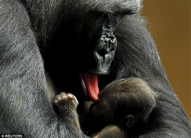 Kamba liếm láp sạch sẽ đầy âu yếm cho con trai cưng Zachary. Hình ảnh quấn quýt của cặp mẹ con khỉ đột khiến nhiều du khách thích thú và cảm động. Ảnh: Getty Images.