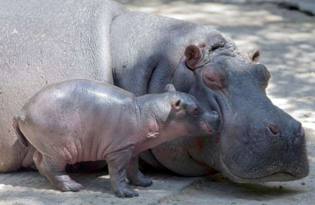 Hai mẹ con hà mã âu yếm bên nhau.