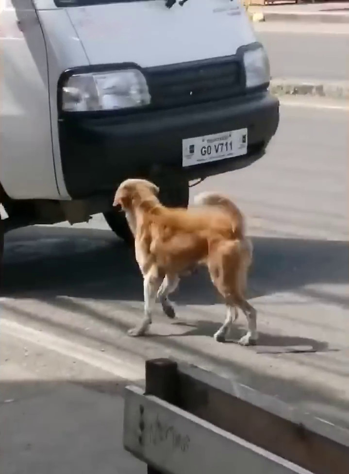 Tuy nhiên, dù mạo hiểm cả tính mạng của mình như thế nhưng chó mẹ không được ai cứu giúp. Chú chó con do bị thương quá nặng đã chết trên đường. Ảnh: Guu.vn.