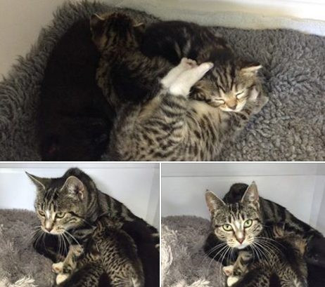 Nói về tình mẫu tử trong thế giới động vật không thể không kể đến loài mèo. Câu chuyện về mèo mẹ tìm mọi cách để lách vào trạm thú y Mill Hill tại New Zealand để tìm 4 mèo con từng gây xúc động mạnh cho nhiều người. Ảnh: Petviet.vn.