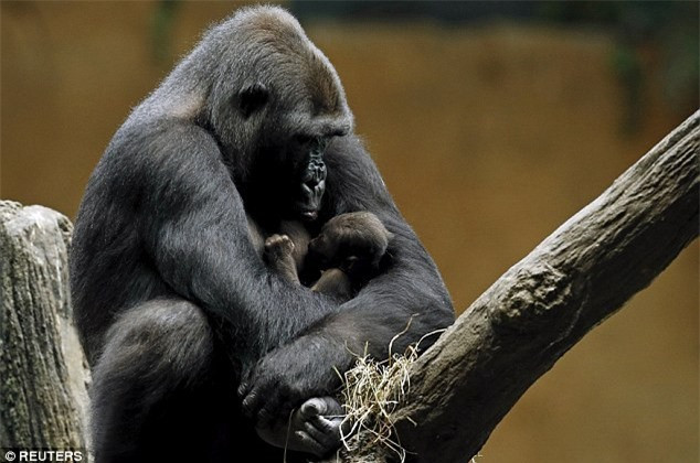 Khi khỉ đột con Zachary được sinh ra, khỉ đột mẹ Kamba không rời cậu con trai bé bỏng của mình dù chỉ nửa bước. Kamba luôn bế theo Zachary trên tay dù làm bất cứ việc gì hay đi đâu. Còn Zachary bé bỏng thì bám chặt lấy mẹ mình không buông. Ảnh: Getty Images.