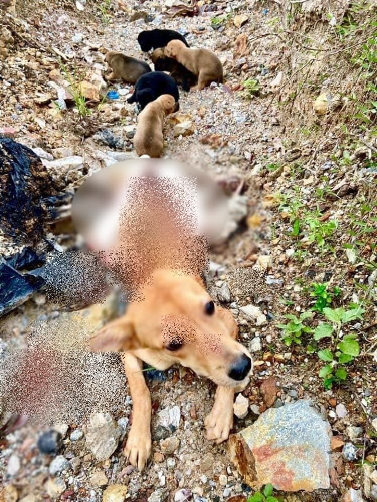 Tình mẫu tử của loài chó cũng từng lấy đi rất nhiều nước mắt và sự cảm động của con người. Một bài đăng của Trung tâm hỗ trợ động vật trên mạng xã hội cho thấy, dù bị liệt hai chân nhưng chó mẹ vẫn cố gắng lê lết khắp nơi tìm kiếm đồ ăn để nuôi 6 chó con mới sinh. Chó mẹ sau đó được trung tâm đưa về phẫu thuật, đàn chó con cũng được chăm sóc y tế. Ảnh: GameK.