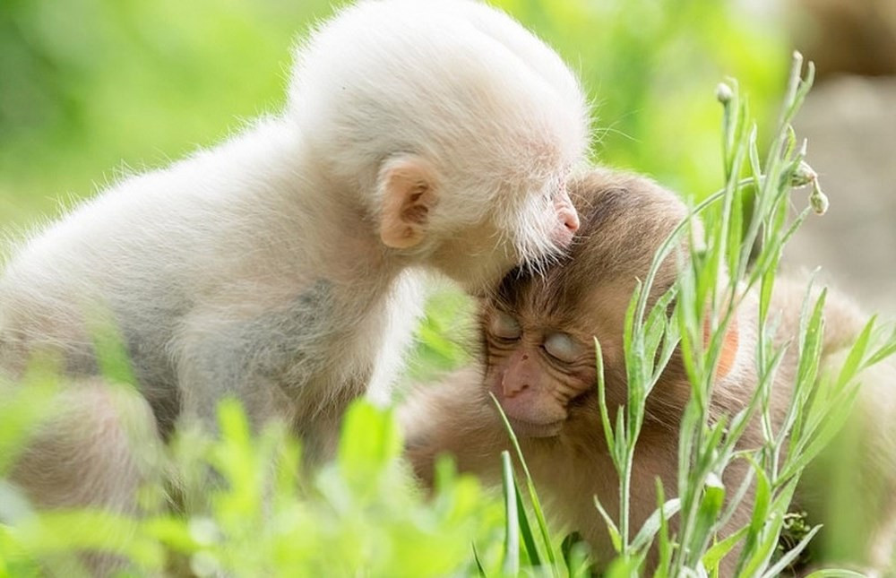 Tuổi Thân: Công việc: nên tạo mối quan hệ tốt với đồng nghiệp. Tài vận: không nên quá tham lam. Tình cảm: đừng để chuyện tiền bạc ảnh hưởng tới tình cảm. 