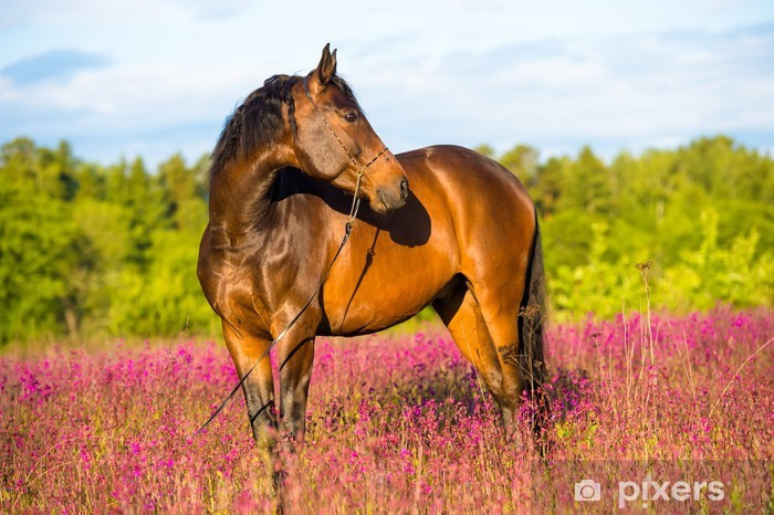  Tuổi Ngọ: Dự đoán ngày mới cho 12 con giáp cho rằng, hôm nay với bạn là ngày công việc ổn định, tài chính thăng hoa. Vận may tình cảm chỉ ở mức viên mãn vừa tầm nên đừng dại dột mà “tổng tấn công” hay tỏ tình. 