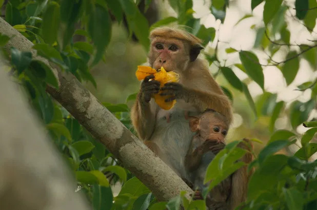 Tuổi Thân: Bạn cảm thấy mình vô dụng, mệt mỏi và chán nản vì tài chính tụt dốc, công việc mất đà đi lên. Hãy điều chỉnh tâm lý, làm lại từ đầu, bình tĩnh đối phó với khó khăn. Đừng bốc đồng, cãi vã liên tục với nửa kia nữa. 