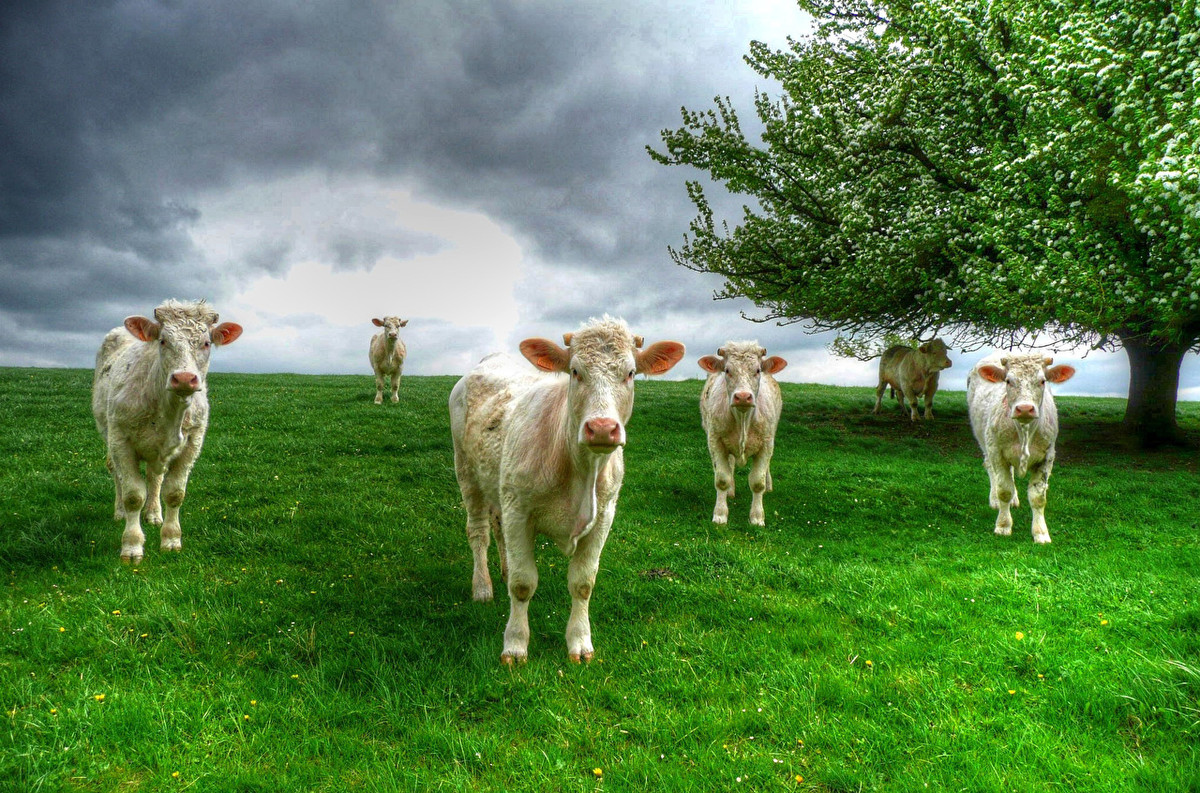 Du doan ngay moi 13/7/2020 cho 12 con giap-Hinh-2